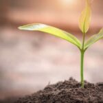 Nutrición vegetal inteligente que transforma el cultivo de cannabis en un proceso científico y predecible