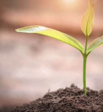 Nutrición vegetal inteligente que transforma el cultivo de cannabis en un proceso científico y predecible 1 Nutrición vegetal inteligente que transforma el cultivo de cannabis en un proceso científico y predecible